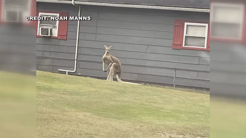 Pet kangaroo takes a joy-hop through Logan County